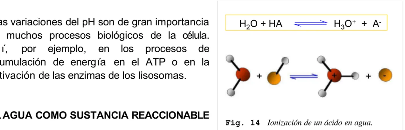 Fig. 14  Ionización de un ácido en agua.