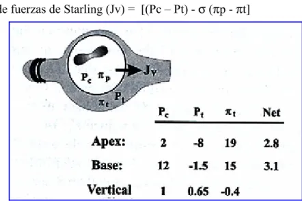 Fig.   4.   Ilustración   esquemática   del   balance   de   fuerzas   de   Starling   a   través   de   la   membrana  alveolocapilar pulmonar