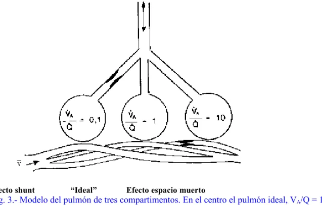 Fig. 3.- Modelo del pulmón de tres compartimentos. En el centro el pulmón ideal, V A /Q = 1.