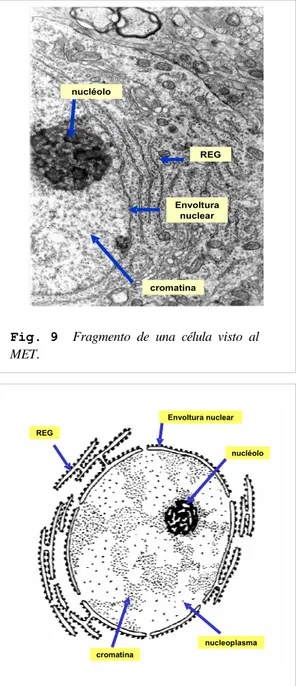Fig. 10   Esquema  de  la  ultraestructura  del núcleo  celular. cromatina nucléolonucleoplasmaEnvoltura nuclearREG