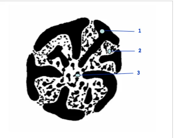 Fig. 11   Ultraestructura  del  nucléolo:  1) Cromatina  del  organizador  nucleolar;  2)  parte granular;  3)  parte  fibrosa.