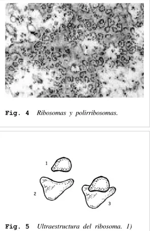 Fig. 5   Ultraestructura  del  ribosoma.  1)
