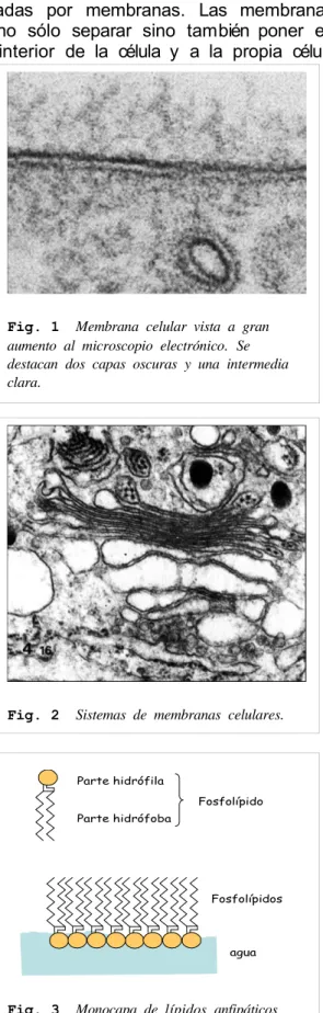 Fig. 2   Sistemas  de  membranas  celulares.