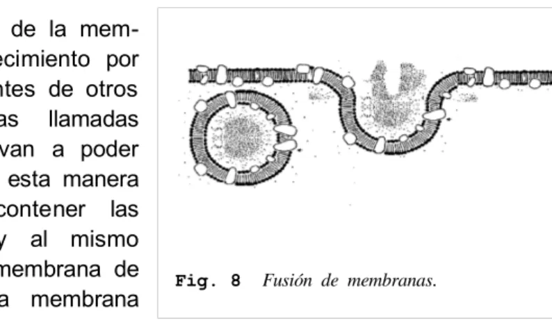 Fig.  7    Esquema   tridimensional   de   la