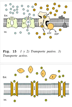 Fig. 15   1  y  2)  Transporte  pasivo.  3)