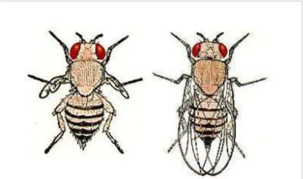 Fig. 1 Drosophila. Mutante con alas vestigiales