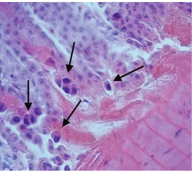 Figure 1. Gizzard tissue from 3-wk-old specific-pathogen-free  chickens infected with the PL/G060/08 strain of fowl adenovirus  sero-type 1