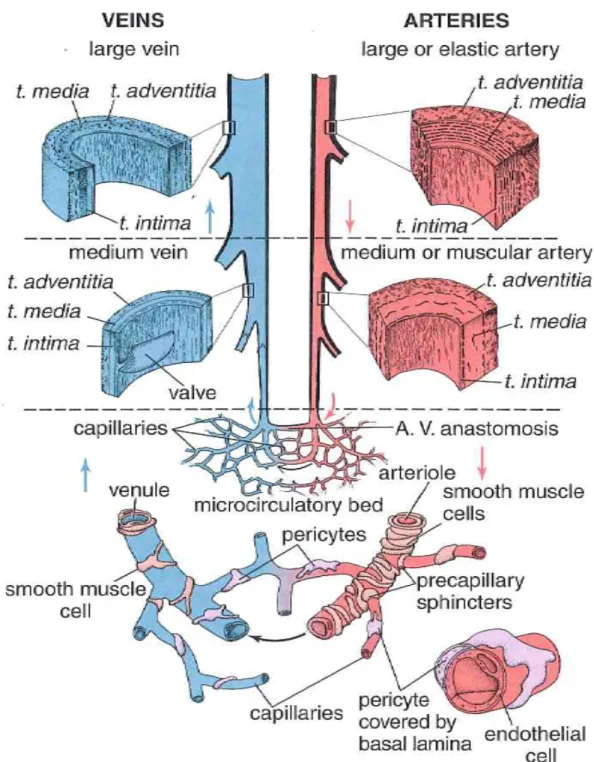 Figura 2 Diagrama estructura de los vasos sanguíneos, modificado de  (25)