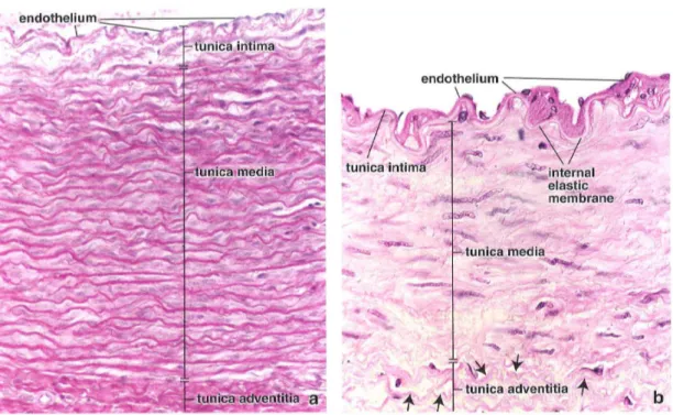 Figura 7 Detalle histológico de arteria elástica (izda.) y muscular (dcha.) de  (25)