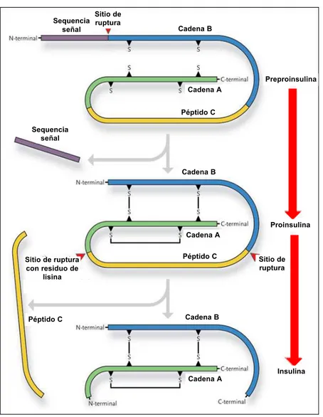 Figura 9.1. Representación de la síntesis de la insulina 