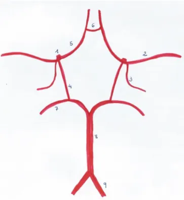 FIGURA 1. POLÍGONO DE WILLIS 