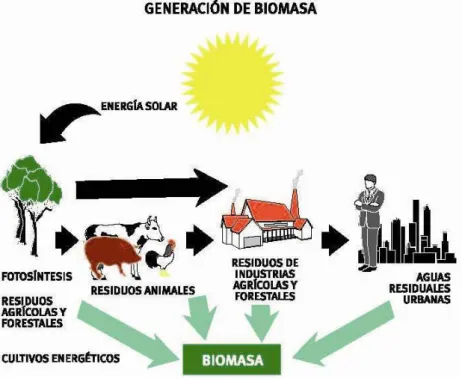 Figura 2 - Generación de biomasa (IDAE, s.f) 