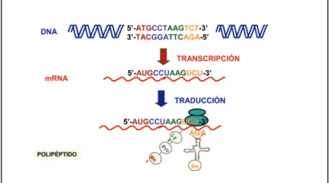Figura 1. Secuencia de etapas por las que el ADN (o DNA) de un gen origina el RNA mensajero (fenómeno de transcripción), y éste dirige la incorporación de un aminoácido preciso y concreto al  polipépti-do/proteína que se está formando (fenómeno de traducci