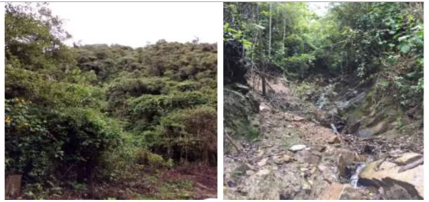 Figura 4. Bosque natural de la zona alta de la microcuenca 
