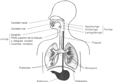 Fig. 1: Vías respiratorias 