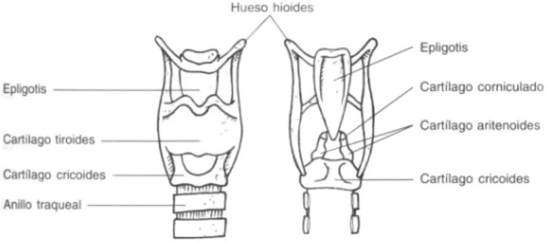 Fig. 2: Cartílagos laríngeos y hueso 