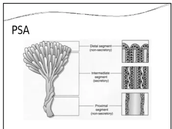 Figure 2. Circulating  levels of PSA by genotype (PSA gene) in 733 controls Androgen regulation of prostase expression