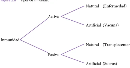 Figura 2 .8   Tipos de inmunidad