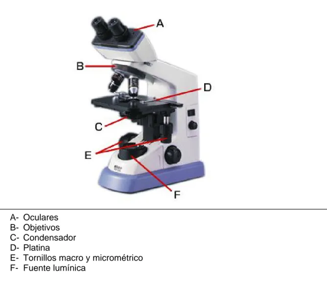 Figura 1: Componentes del microscopio óptico compuesto 