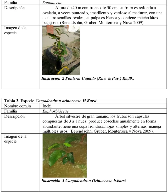 Tabla 2. Especie Pouteria caimito  (Ruiz &amp; Pav.) Radlk.  