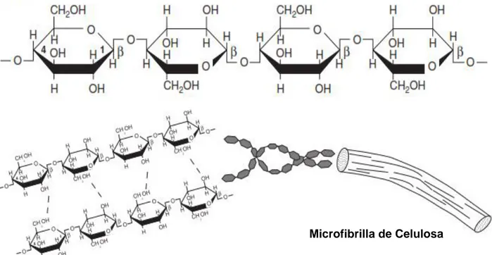 Figura 1. Estructura de la celulosa, formada por la unión beta 1-4 de glucosas y entre ellas  mediante puentes de hidrógeno (Renzo, 2015) 
