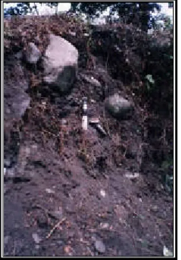 FOTO 34:   Perfil característicos de los Typic Tropofluvents, localizado en al Vega del Río Minero