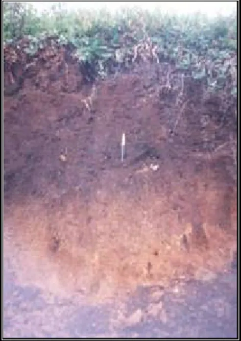 FOTO 21: Perfil  de  suelos Typic Dystropepts, localizado en la vereda San Antonio. 