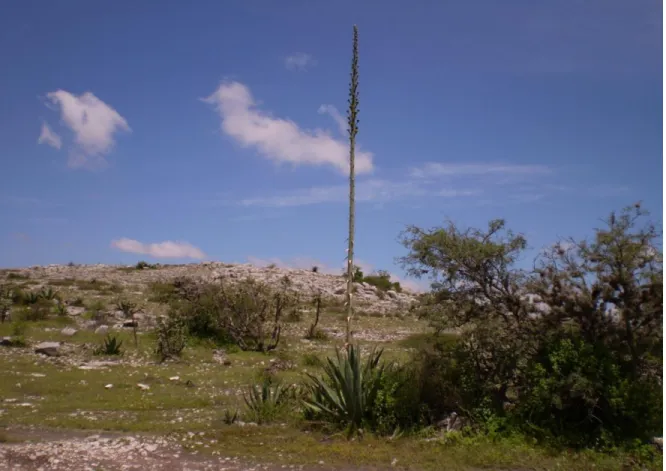 Fig. 2 Agave  aff.  peacockii