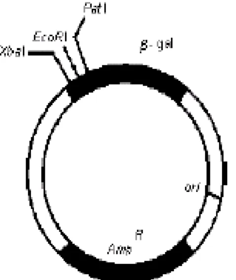 Fig. 3  Mapa sintetizado del cromosoma lineal del bacteriófago lambda  mostrando la 
