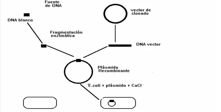 Fig. Esquema de clonado molecular en plásmido.  Ejercicio 1 