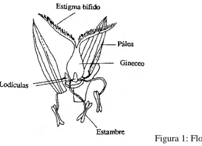 Figura 1: Flor de Gramínea. 