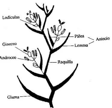 Figura 2: Espiguilla (inflorescencia elemental). 
