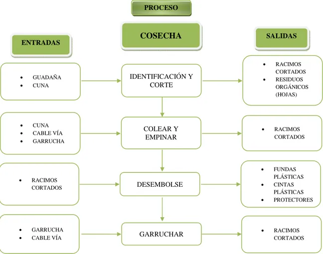 Gráfico 2. Diagrama de flujo del proceso productivo del banano  –   Etapa de cosecha 