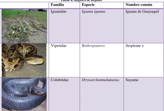 Tabla 4. Registro de Reptiles 