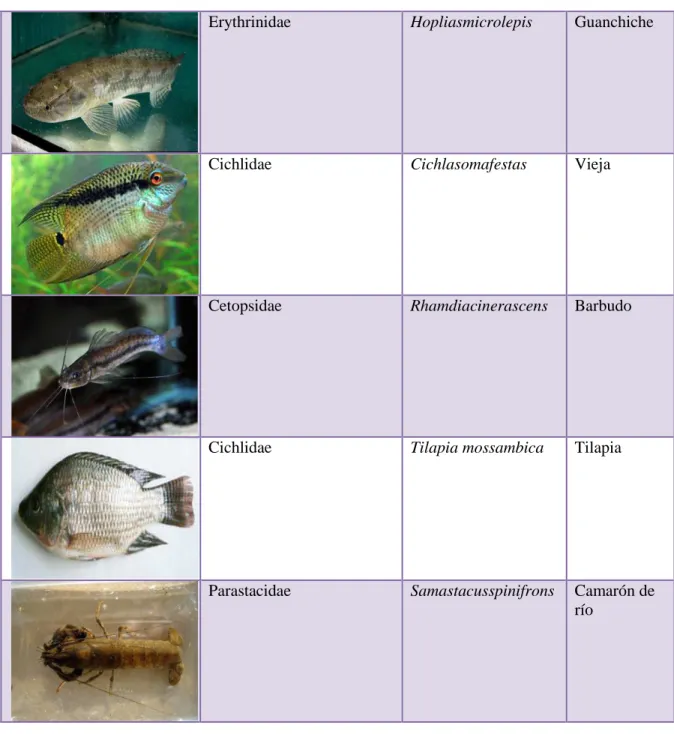 Tabla 6. Registro de Aves 