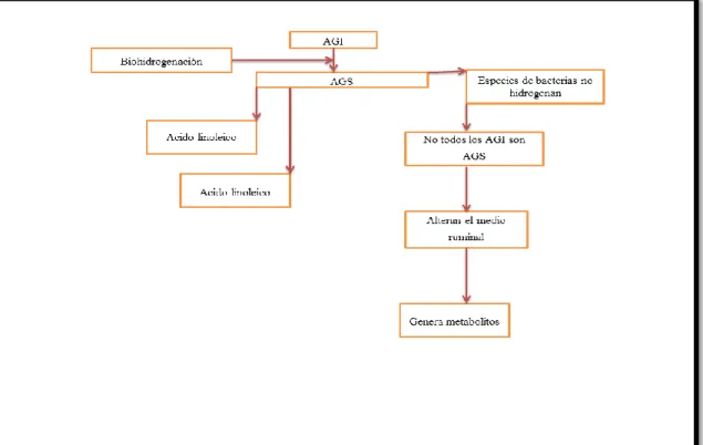 Figura 2. Biohidrogenación de los ácidos grasos. Elaboración propia (2018). 