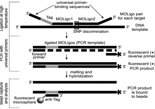 Fig. 1. A depiction of the essential components of an MOL-PCR assay. Ligation is achieved by using synthetic nucleic acids, multiplex oligonucleotides (MOLigo pairs)