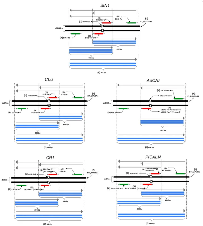 Figure 2 Illustrations of PCR amplification and size of fragments. The common primers (A) flank and amplify the non-specific-allele amplicons while the allele-specific primers (B) amplify the specific-allele amplicons to allow the differentiation of the ge