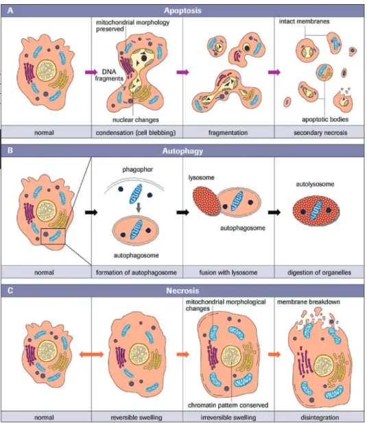 Figure 1: Three forms of cell death: Upon cell death induction cells can undergo different cell fates and 