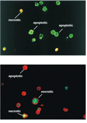 Figure 14: Discrimination between  apoptotic and necrotic U937 cells treated  with camptothecin