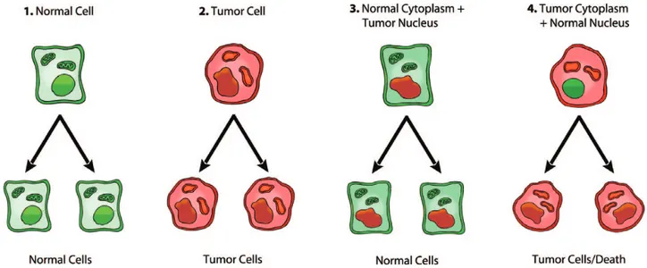Fig. 1.  Role of the nucleus and mitochondria in the origin of tumors. This image summarizes the experimental evidence supporting a dominant role of the  mitochondria in the origin of tumorigenesis as described previously ( 49 )