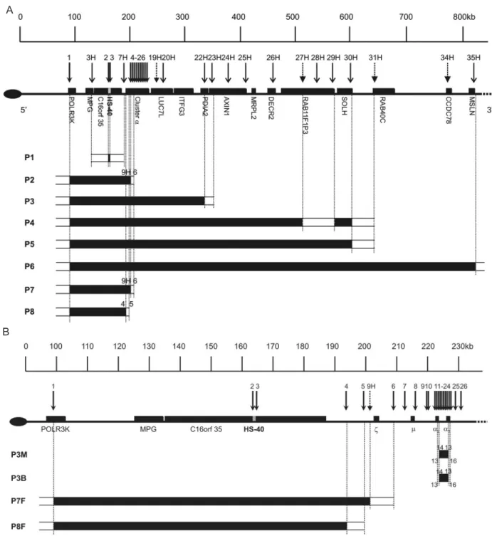Figure 1. Schematic representation of the short arm of chromosome 16 (16p13.3). A, An 800-kb region containing the α-globin gene cluster  and HS-40 (adapted from Ref