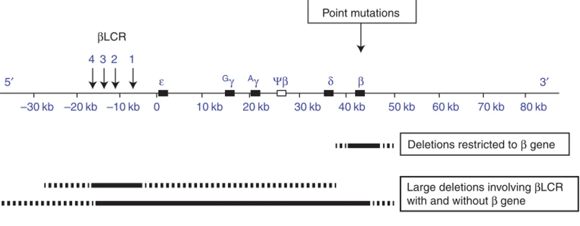 Figure 1. Mutations causing b-thalassemia. The upper panel depicts the b-globin gene cluster with the upstream