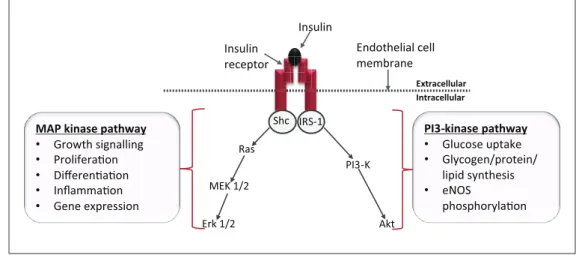 Figure 1.  Intracellular insulin signalling pathways: Upon binding to its receptor, insulin initiates two key intracellular signalling 
