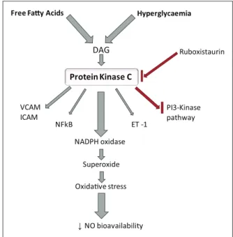 Figure 3.  Activation and effects of protein kinase C (PKC): 