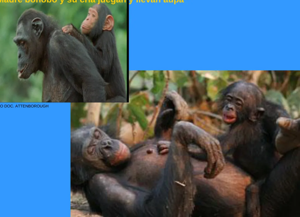 FOTO DOC. ATTENBOROUGH 