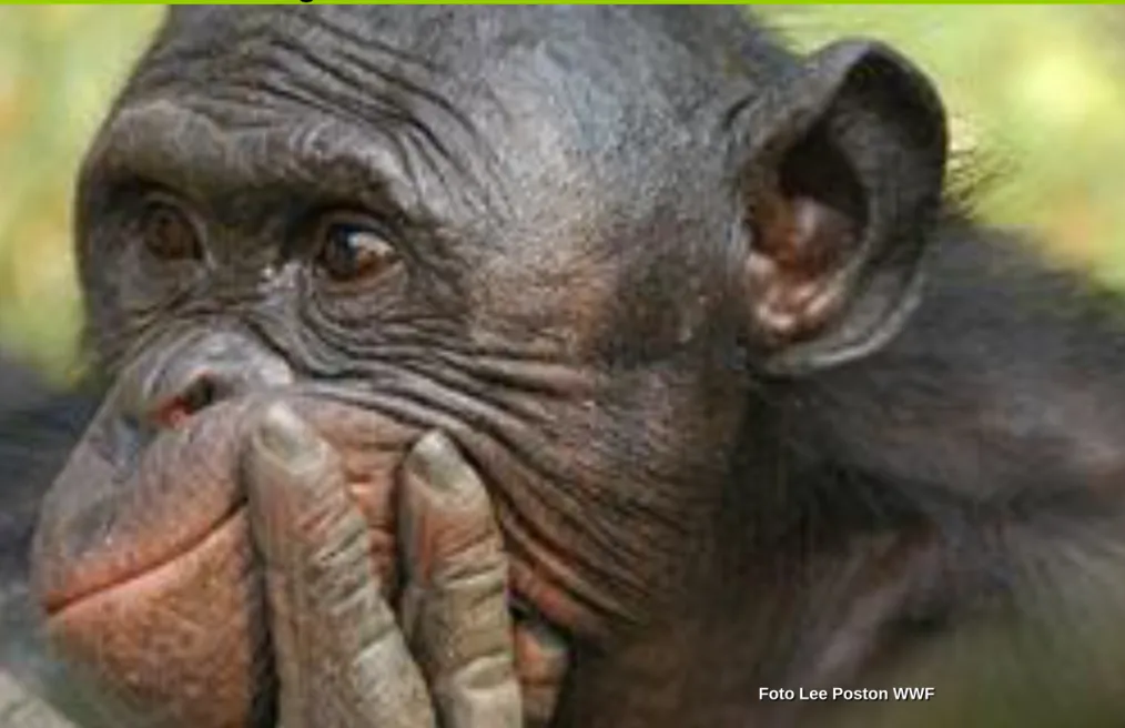 Foto Lee Poston WWF 