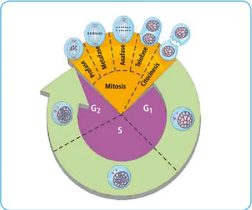 Figura 1.1   g 1 : replicación de los centriolos. S: replicación del AdN. g 2 : Crecimiento y actividad 