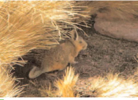 Foto de ardilla