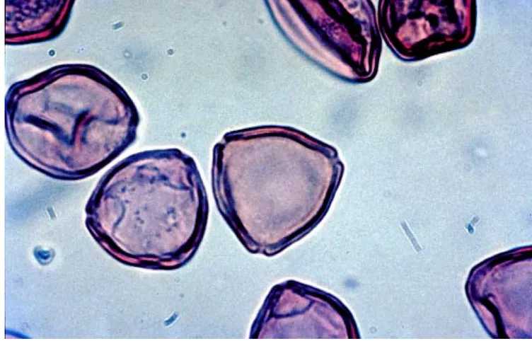 Figura 1.1.2 La palinología estudia los restos de polen y esporas fósiles. Las envueltas externas son muy resistentes y aguantan muy bien el paso del tiempo.